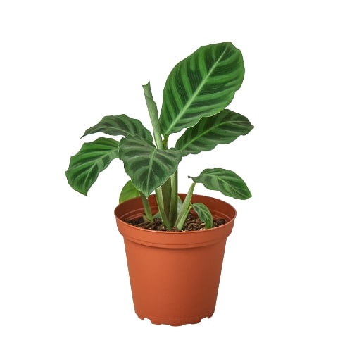 A plant in a pot on a white background, sourced from the best garden center near me.