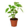 A small plant in a pot on a black background, perfect for those seeking the best garden nursery near me.
