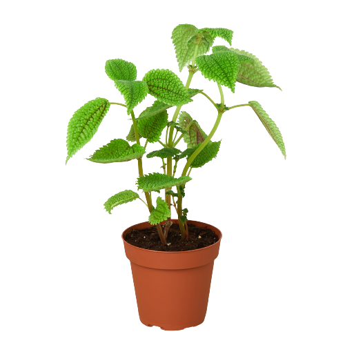 A small plant in a pot on a black background, perfect for those seeking the best garden nursery near me.