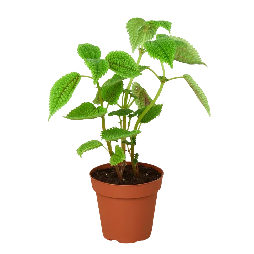 A small plant in a pot on a black background, perfect for those seeking the best garden nursery near me.