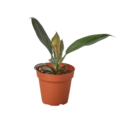 A small plant in a pot on a white background, from the best plant nursery near me.