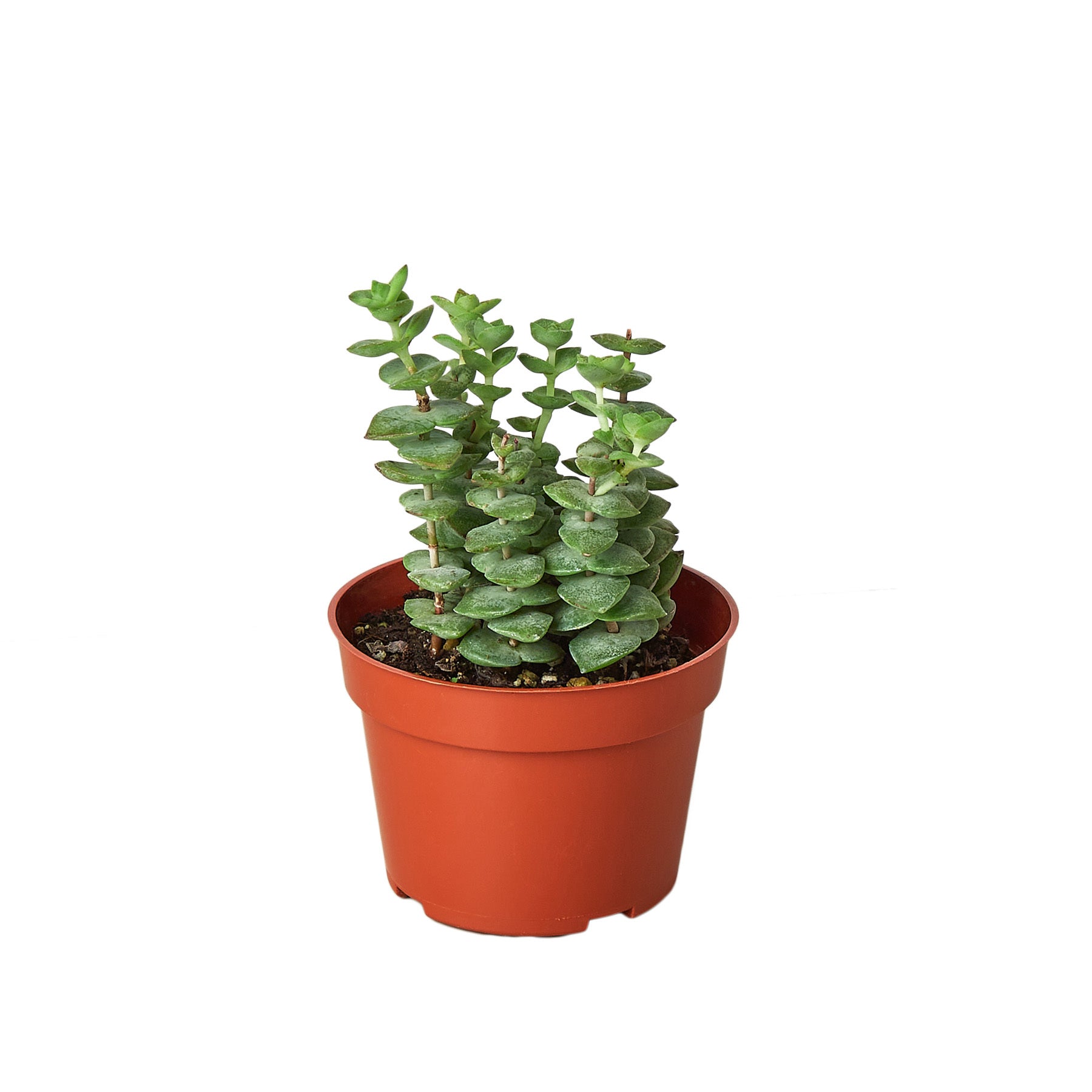 A small succulent plant in a pot on a white background, available at the best plant nursery near me.
