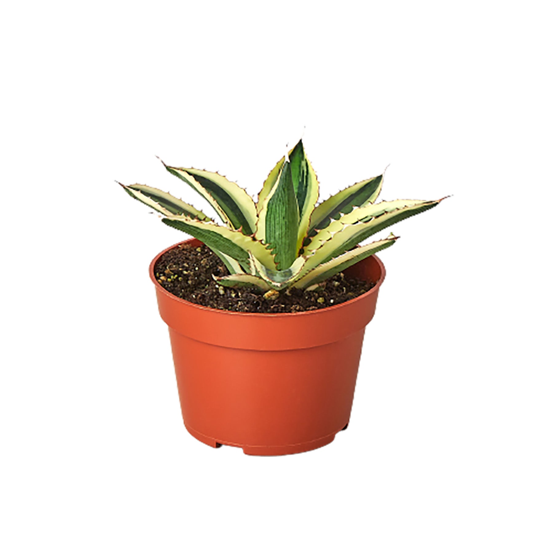 Aloe vera plant in a pot on a white background at the best garden nursery near me.
