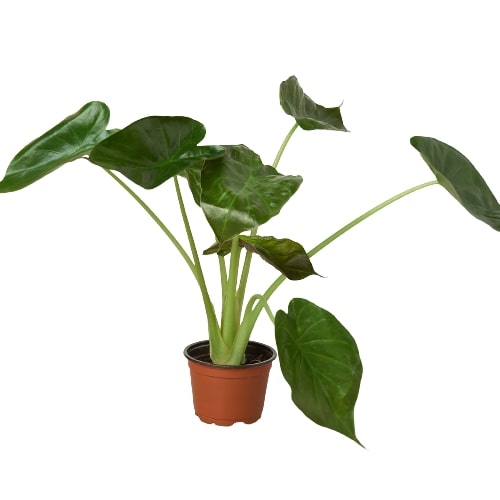 A small plant in a pot on a white background, available at a top garden nursery near me.