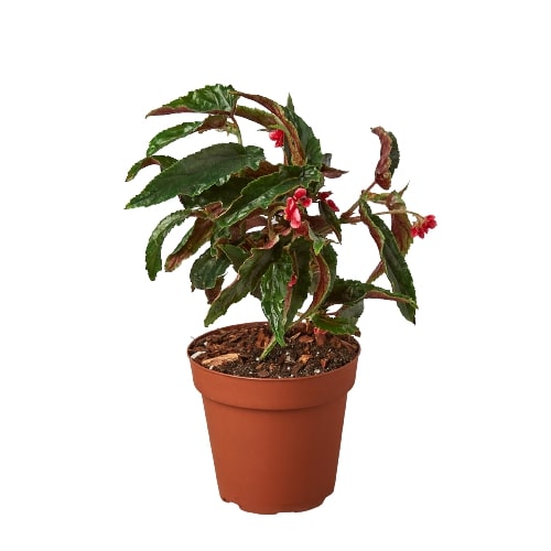 A plant with red flowers in a pot on a white background, available at the best garden center near me.