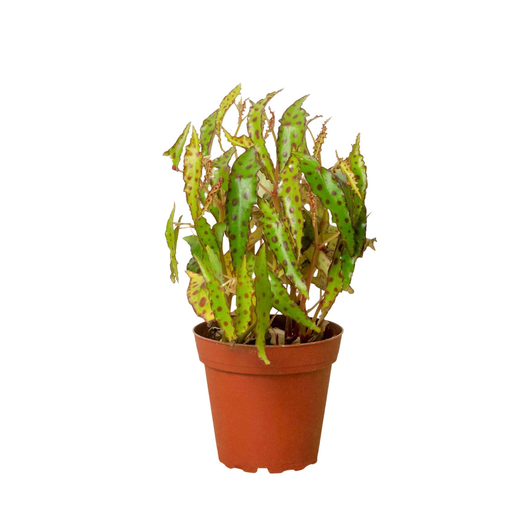 A small plant in a pot on a white background, perfect for those searching for a top plant nursery or garden center nearby.