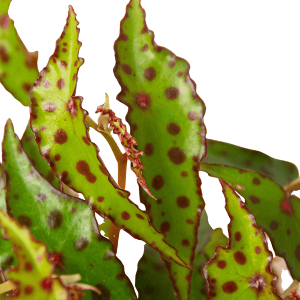 A close up of a plant with green and brown spots at one of the best garden centers near me.