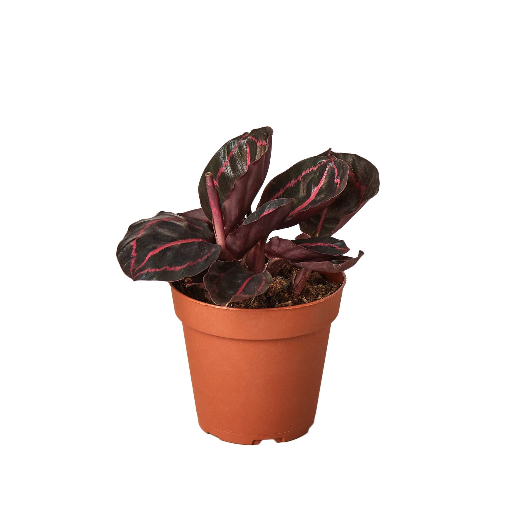 A beautiful potted plant with red and black leaves, available at the best garden nursery near me.