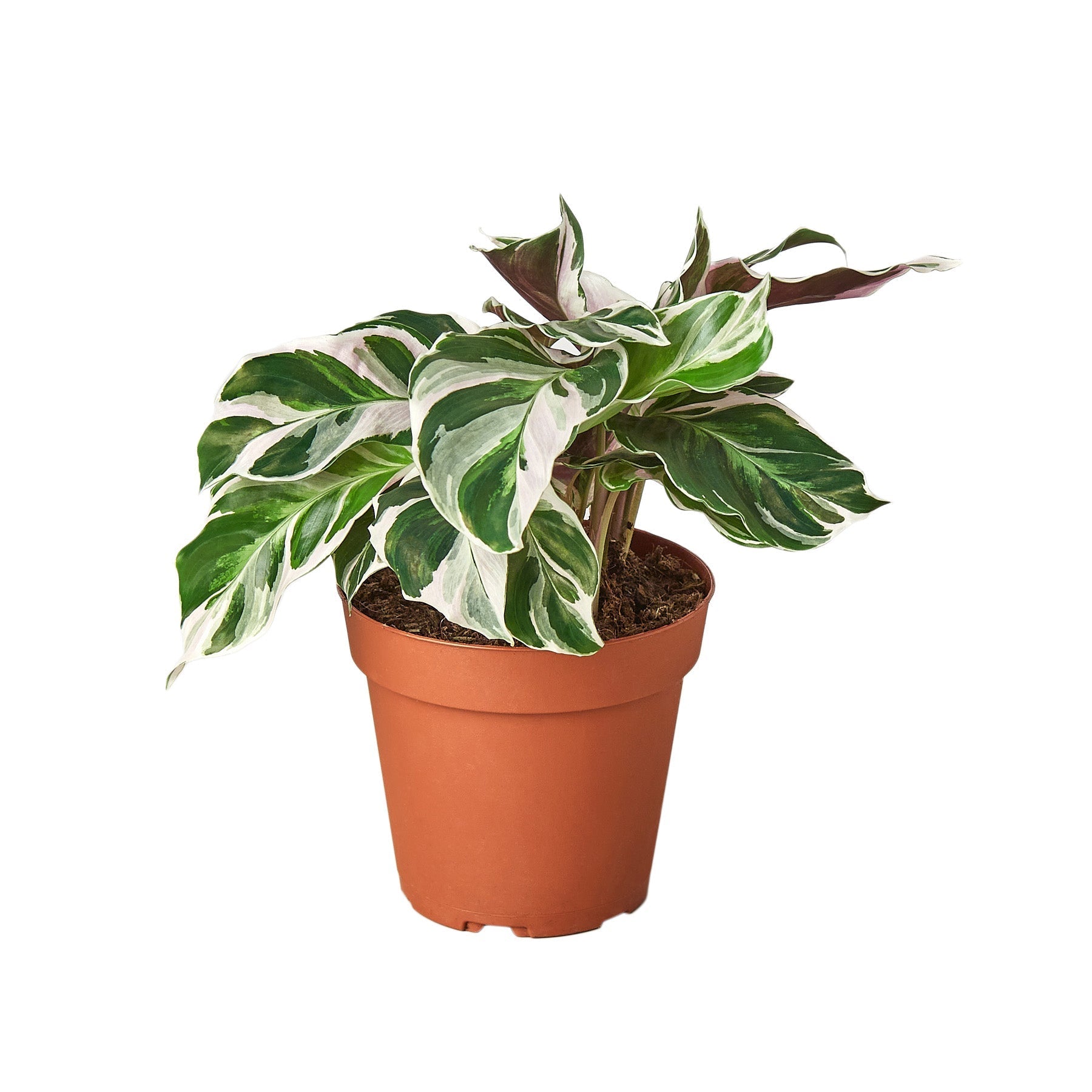 A potted plant on a white background at a top garden center near me.