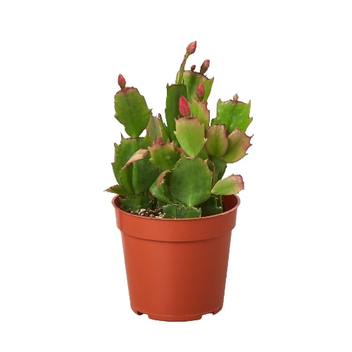 A cactus plant in a pot on a white background, available at the best garden center near me.