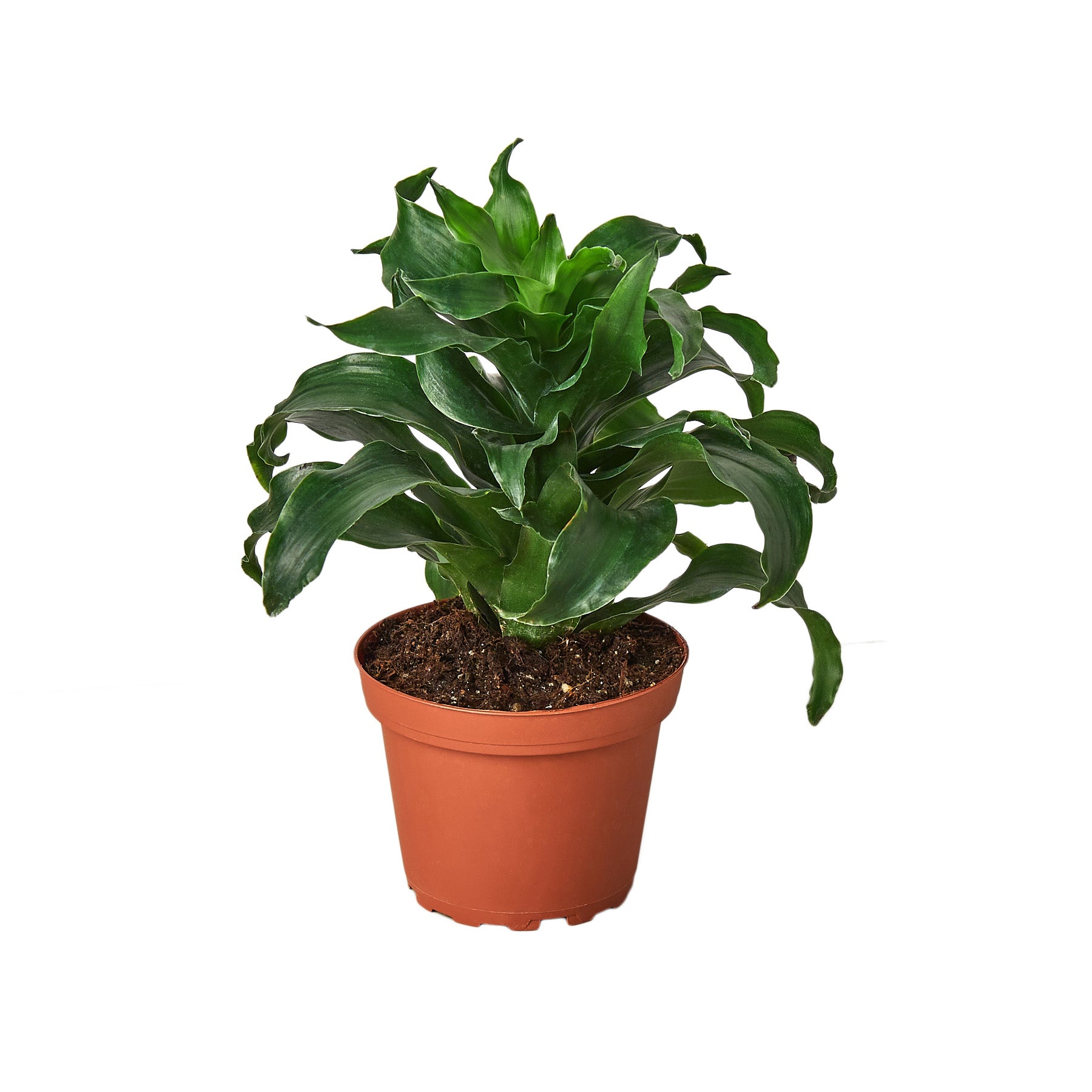 A plant in a pot showcased against a clean white background.