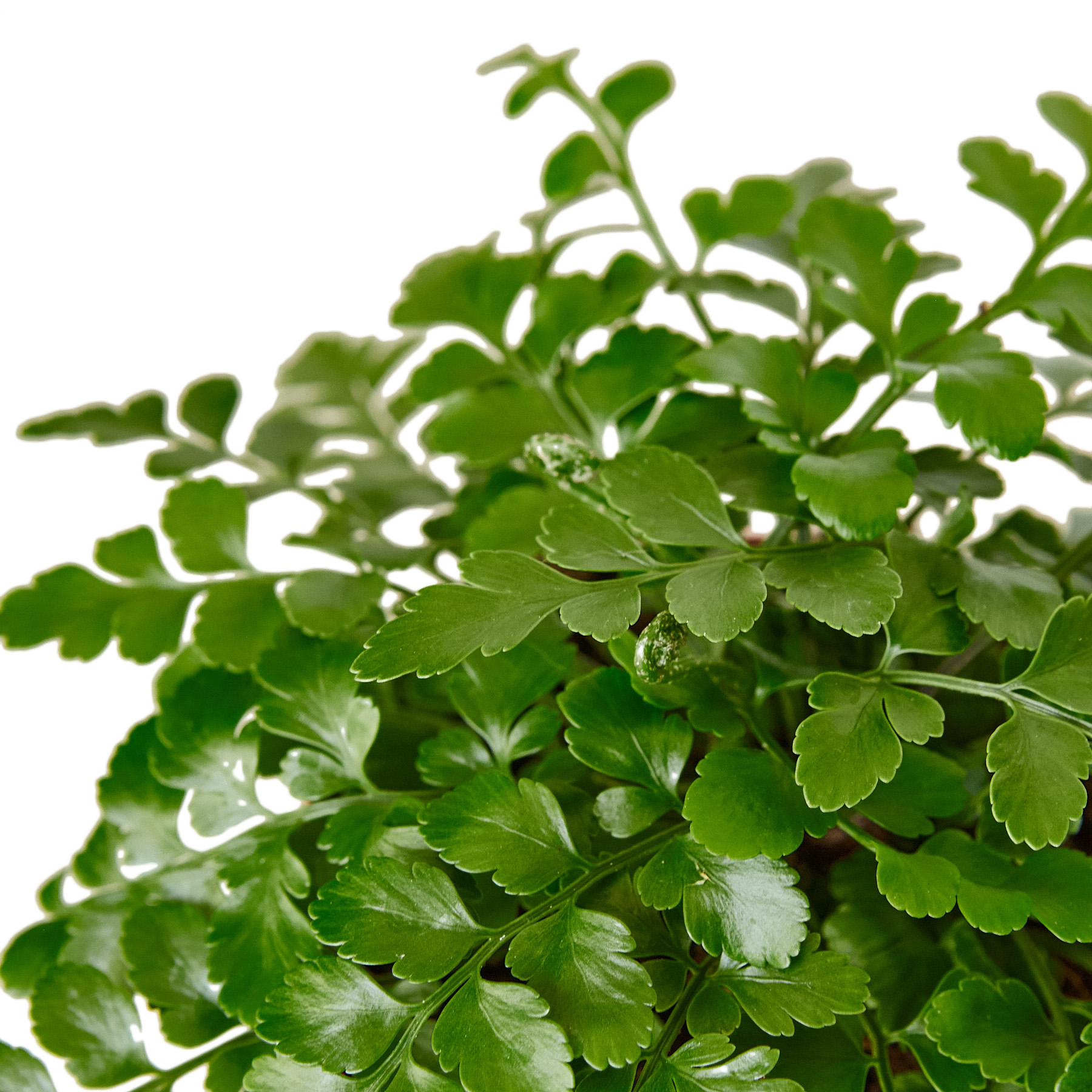 A vibrant close up of a plant with lush green leaves.