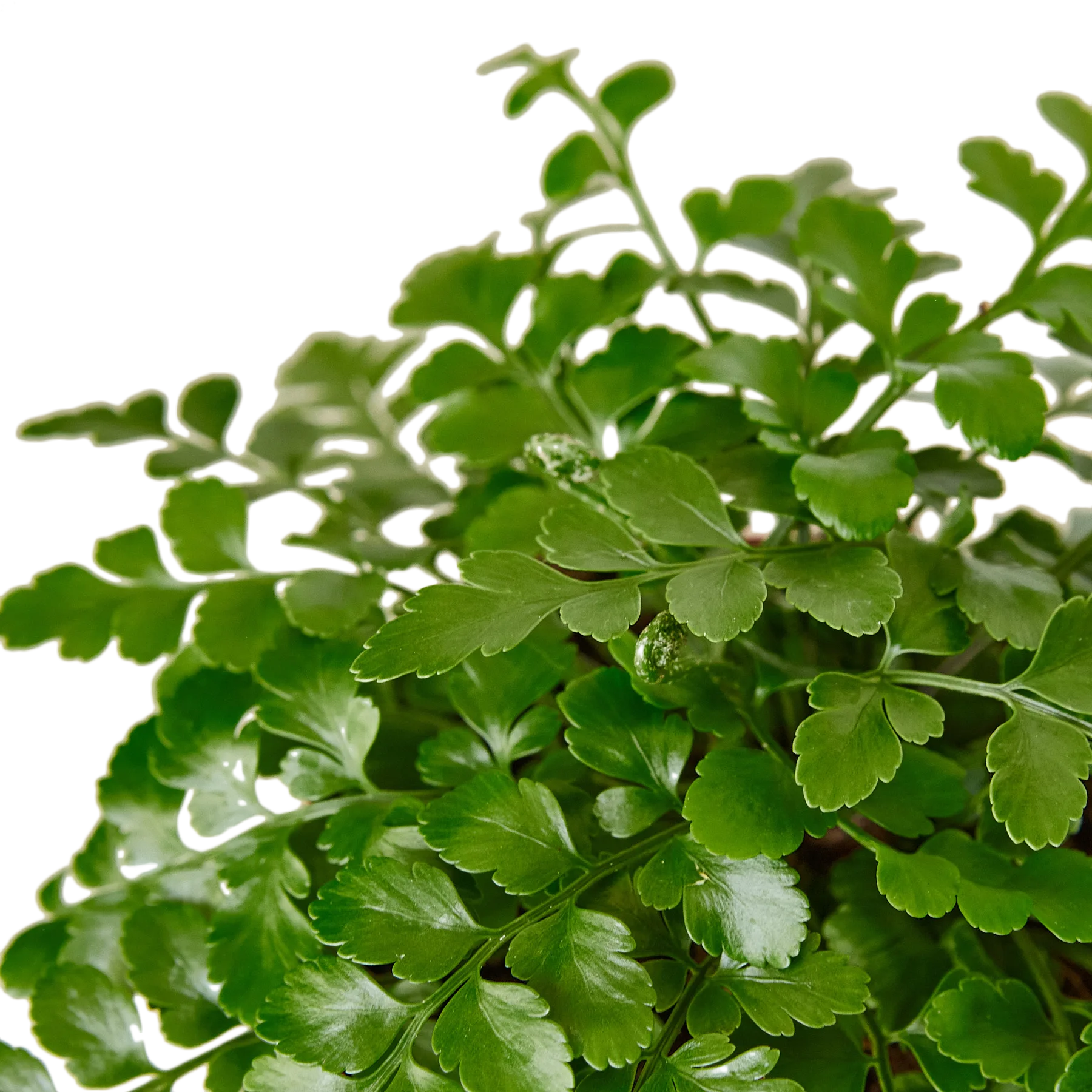 A vibrant close up of a plant with lush green leaves.
