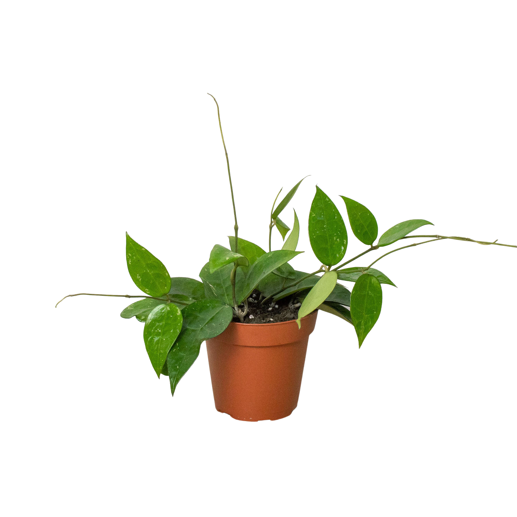 A small plant in a pot on a white background, perfect for your local garden center.