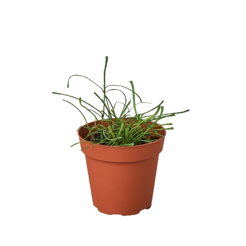 A small pot of grass in a white background, purchased from one of the best garden centers near me.