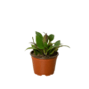 A small plant in a pot on a white background, showcased by one of the top plant nurseries near me.