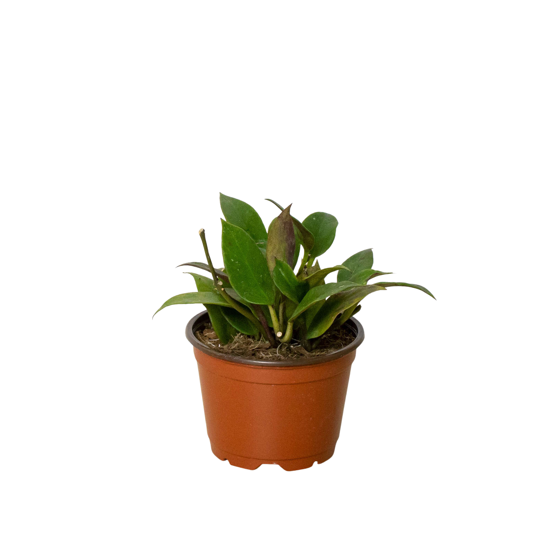 A small plant in a pot on a white background, showcased by one of the top plant nurseries near me.