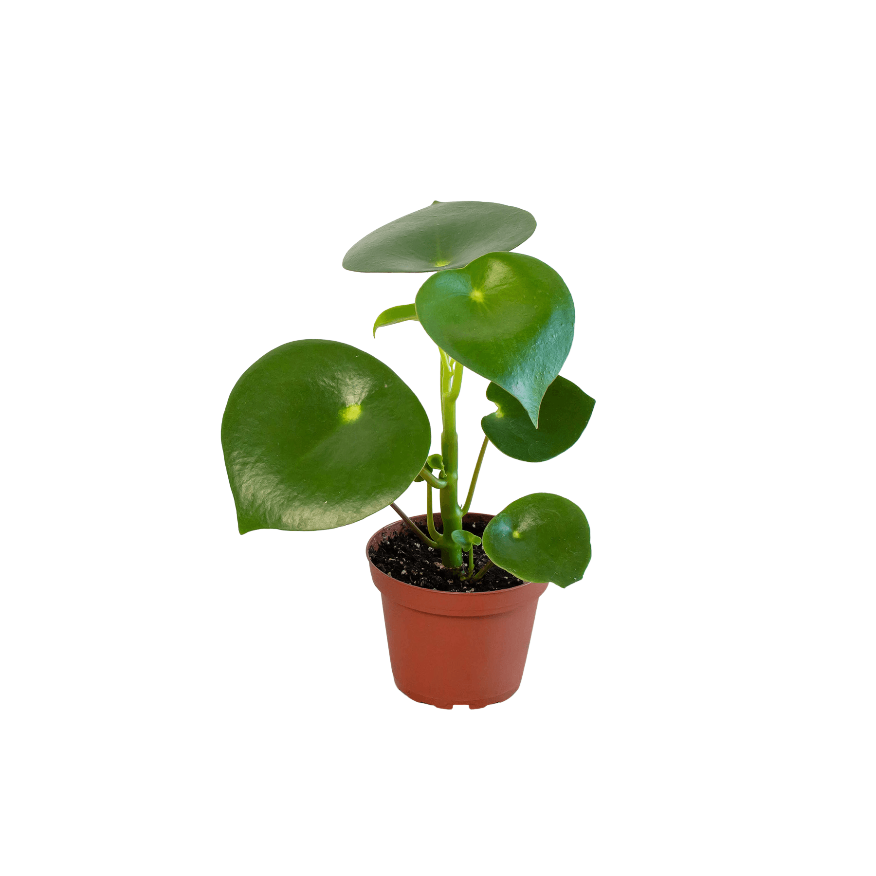 A small plant in a pot on a white background, available at the best plant nursery near me.