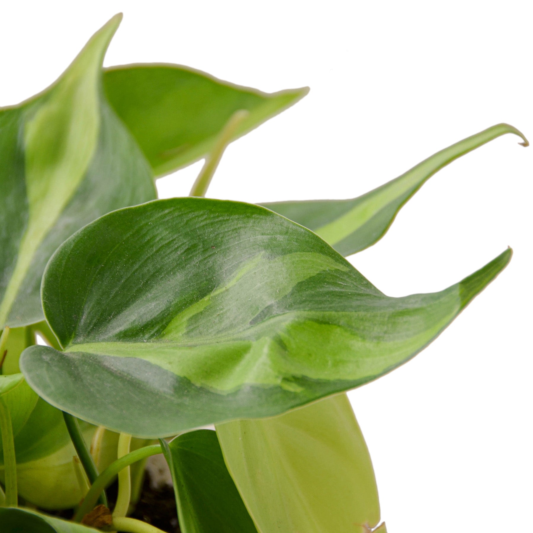 A plant with green leaves in a pot on a white background, perfect for showcasing at the top garden centers near me.