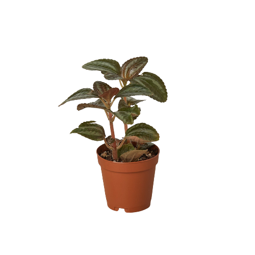 A small plant in a brown pot showcased on a black background at the best garden center near me.