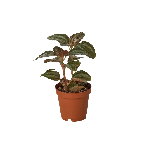 A small plant in a brown pot showcased on a black background at the best garden center near me.