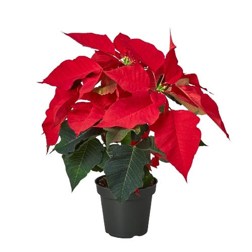 A vibrant red poinsettia in a pot on a white background.