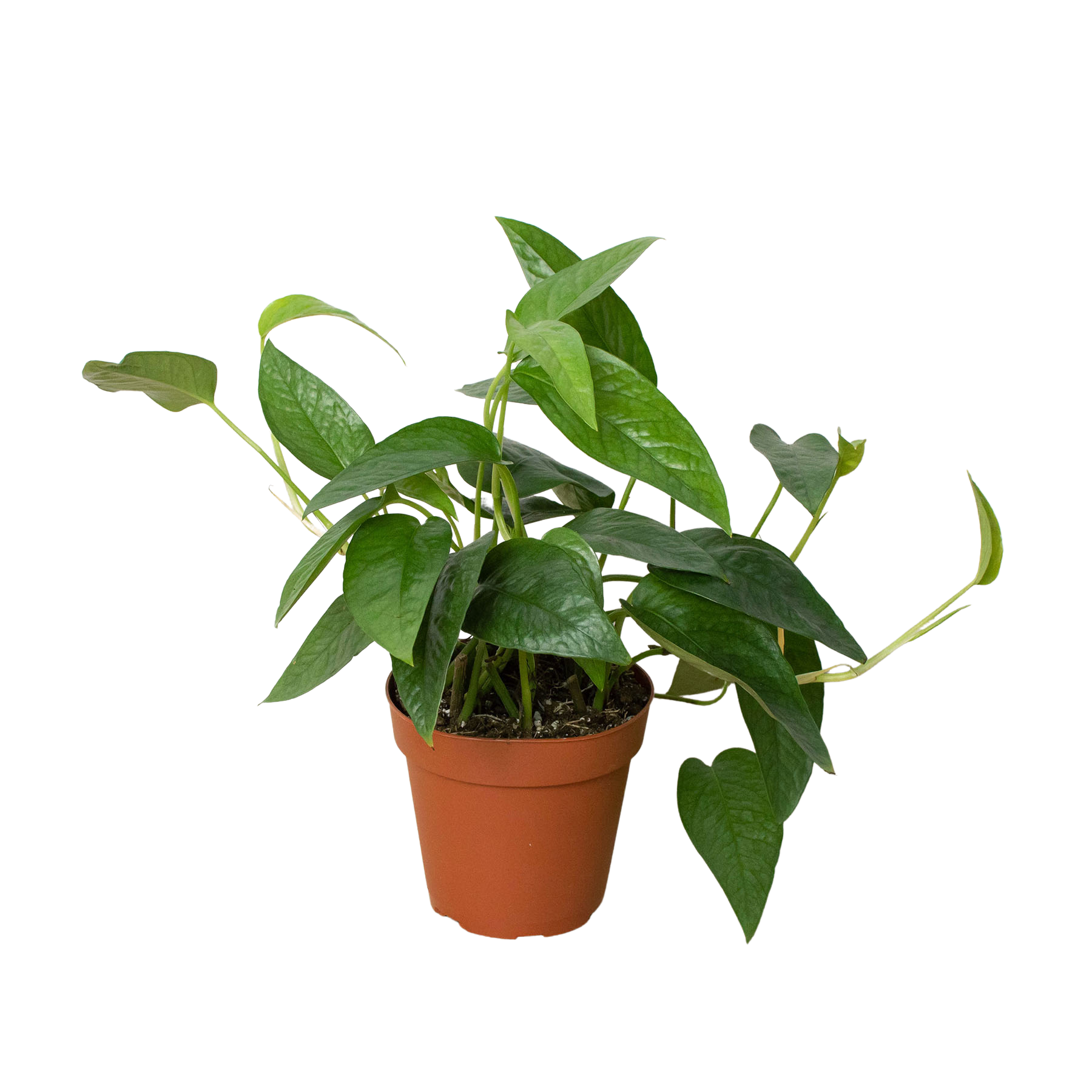 A plant in a pot on a white background at a top plant nursery near me.