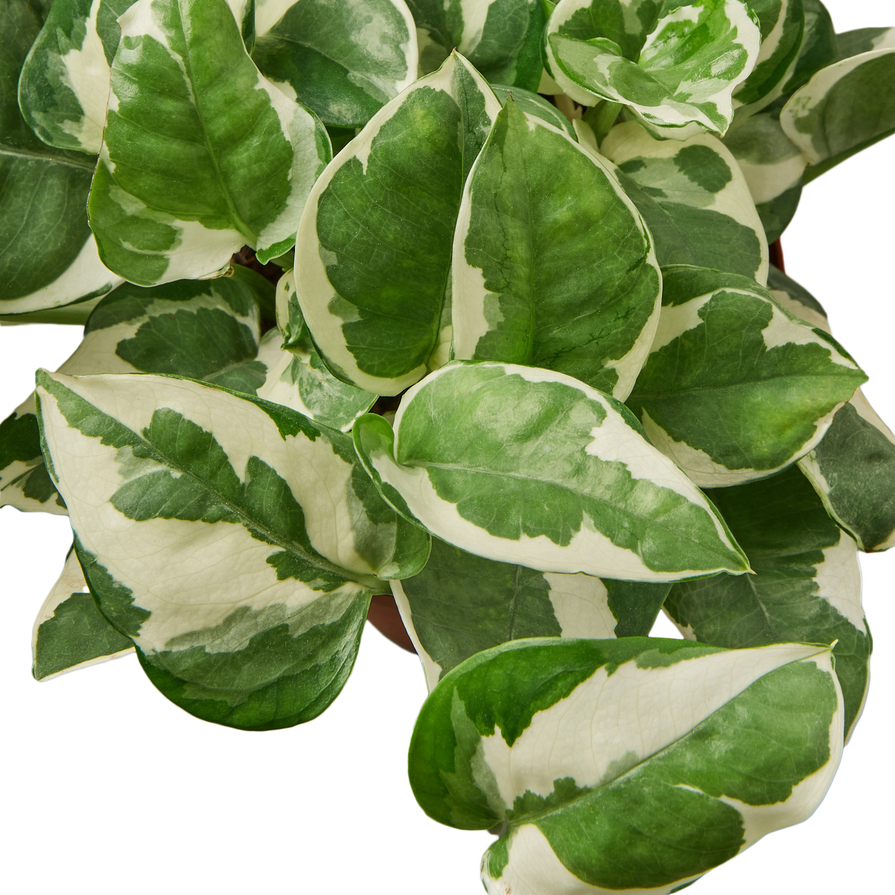 A plant with white and green leaves in a pot, available at the best garden nursery near me.