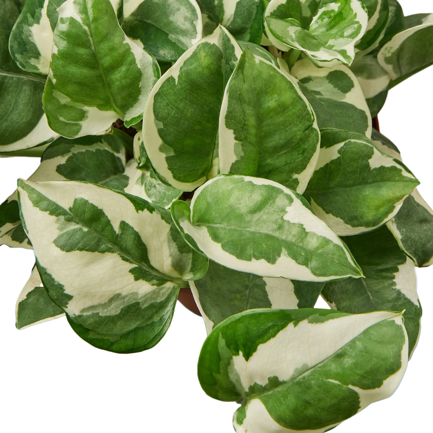 A plant with white and green leaves in a pot, available at the best garden nursery near me.