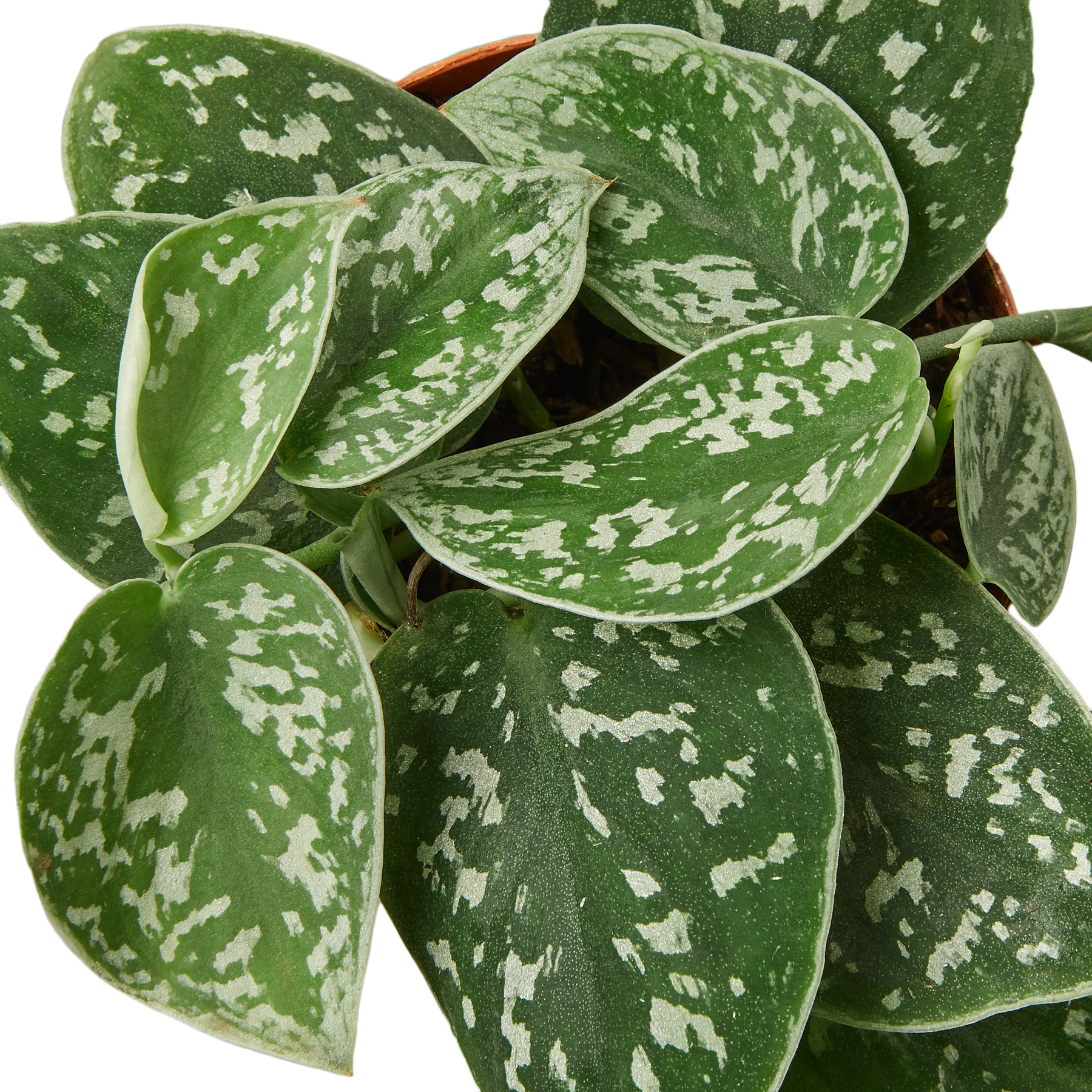 A stylish houseplant with white and green spots in a pot, available at a top garden center near me.