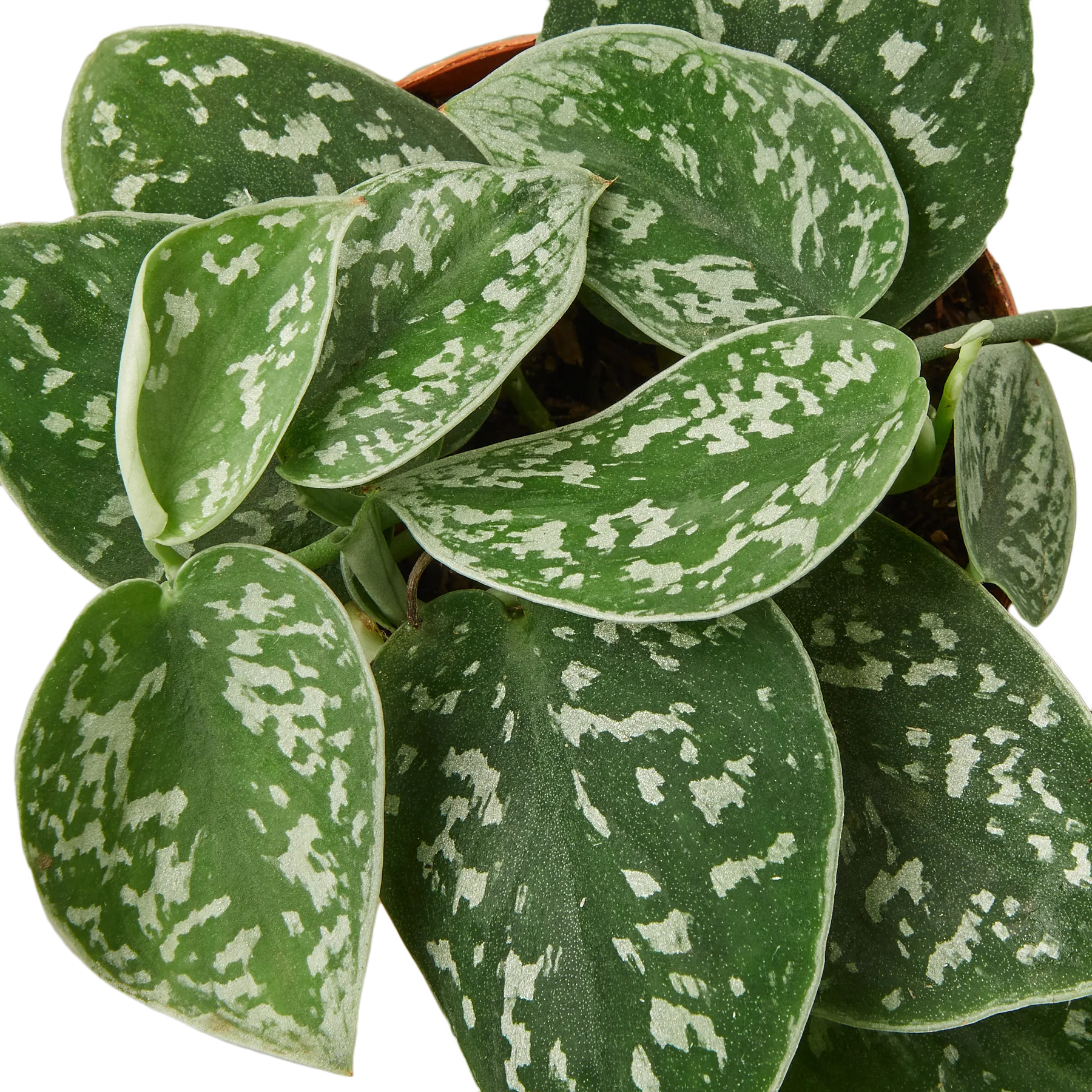 A stylish houseplant with white and green spots in a pot, available at a top garden center near me.