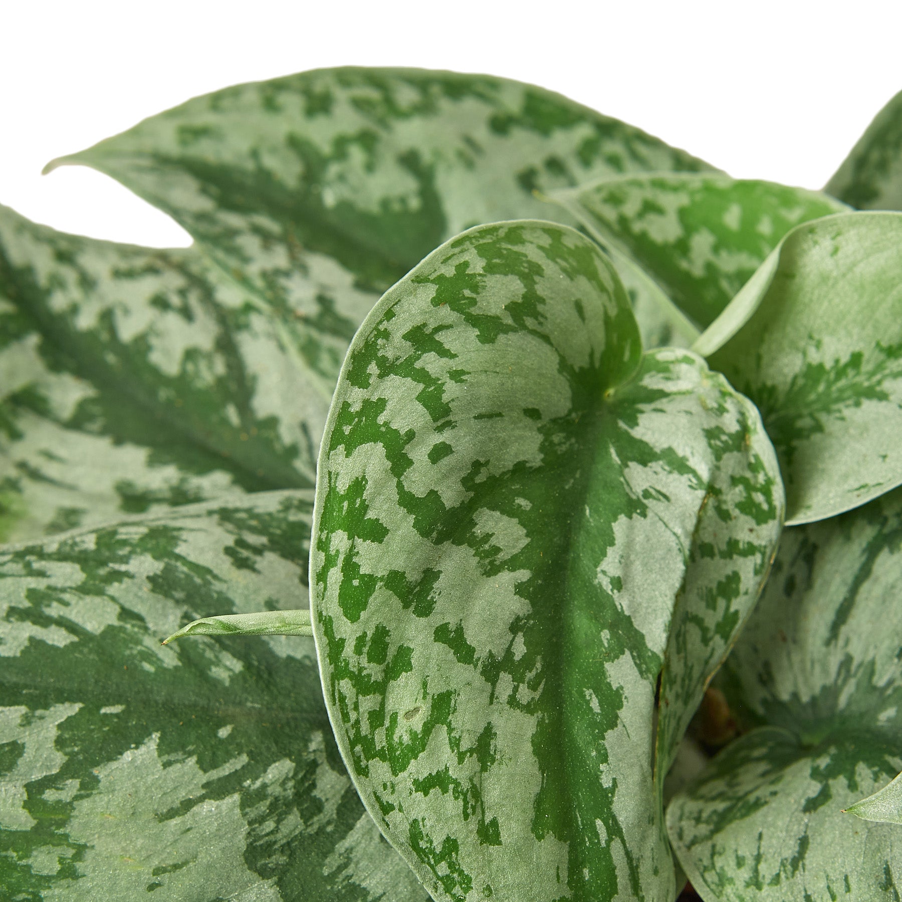 A plant with green and white leaves on a white background, available at the best plant nursery near me.