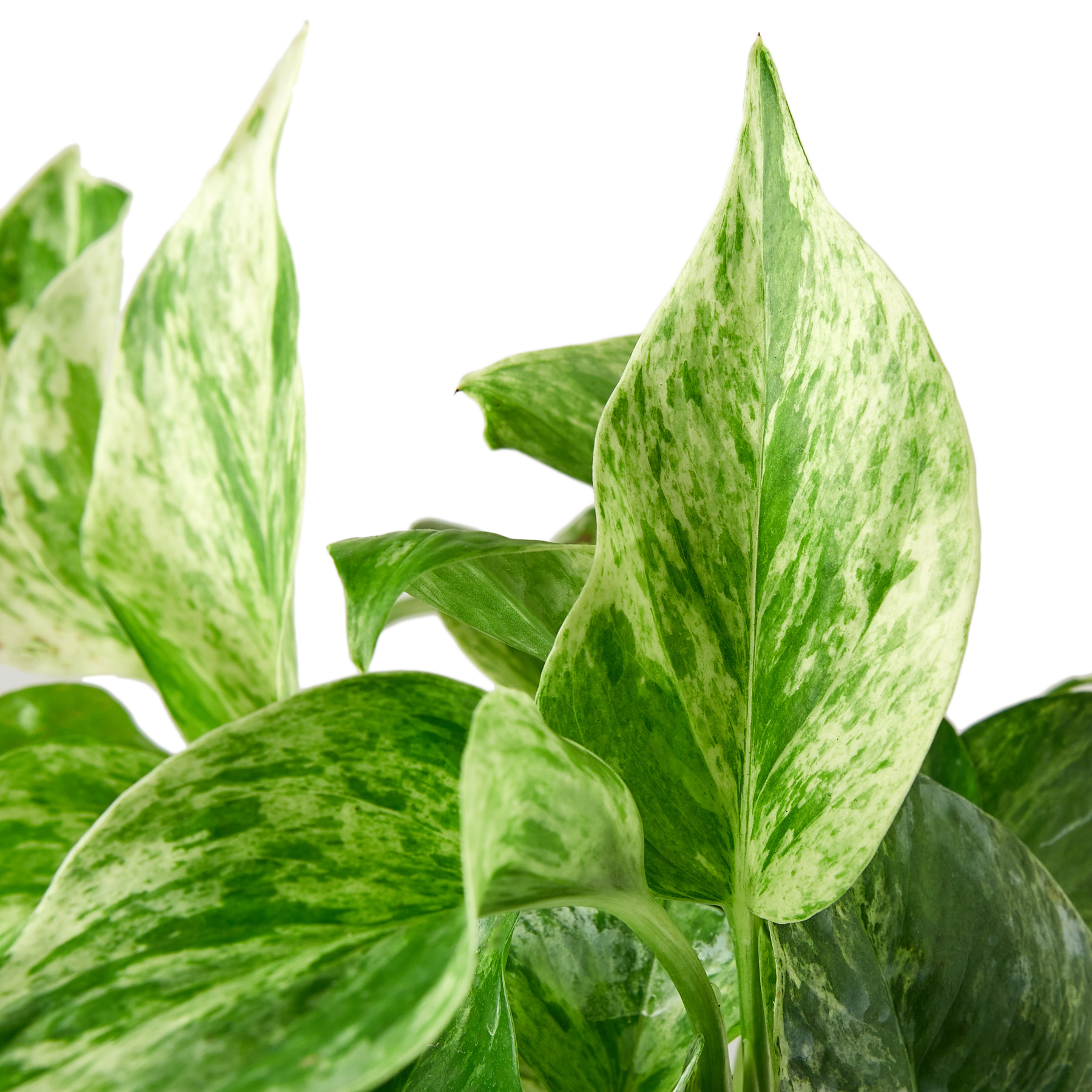 A plant with green and white leaves on a white background available at the best plant nursery near me.