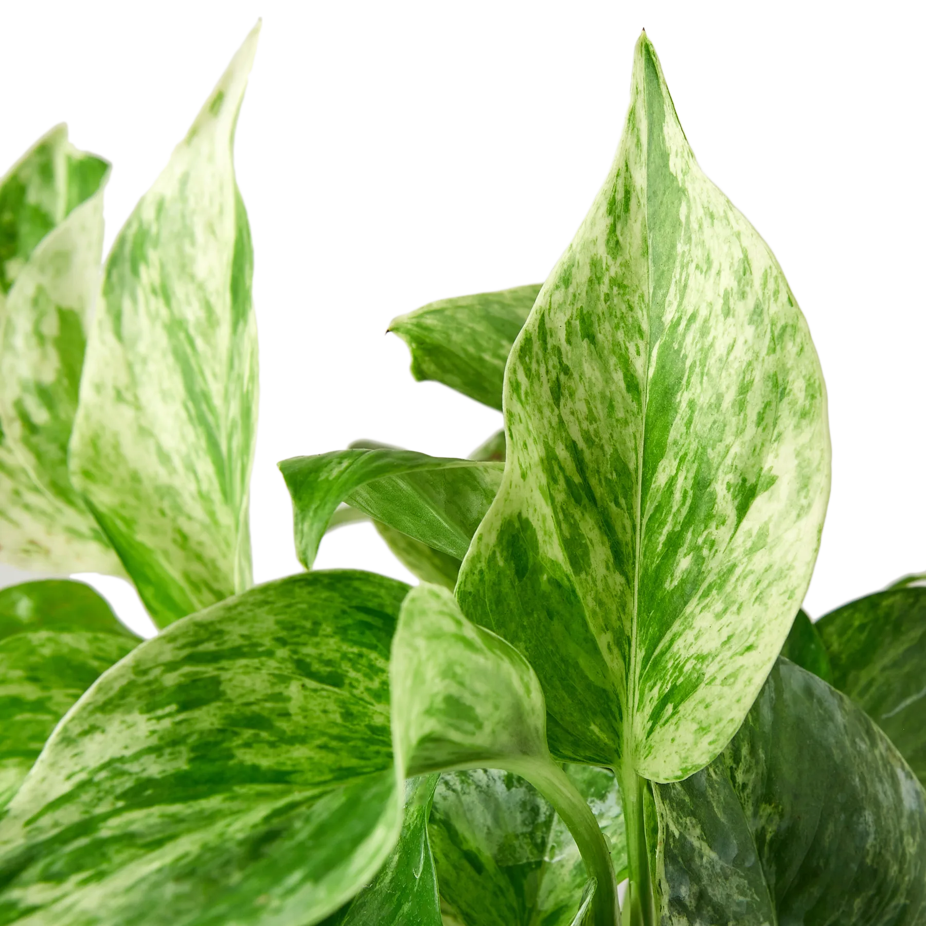 A plant with green and white leaves on a white background available at the best plant nursery near me.