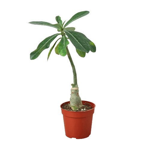 A small plant in a pot on a black background, available at the best garden center near me.