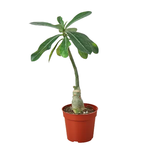 A small plant in a pot on a black background, available at the best garden center near me.