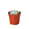 A small cactus in a red pot on a black background, available at the best garden center near me.