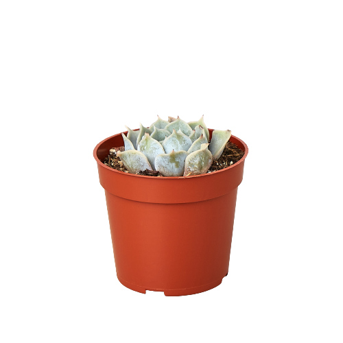 A small cactus in a red pot on a black background, available at the best garden center near me.