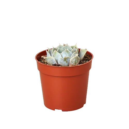 A small cactus in a red pot on a black background, available at the best garden center near me.