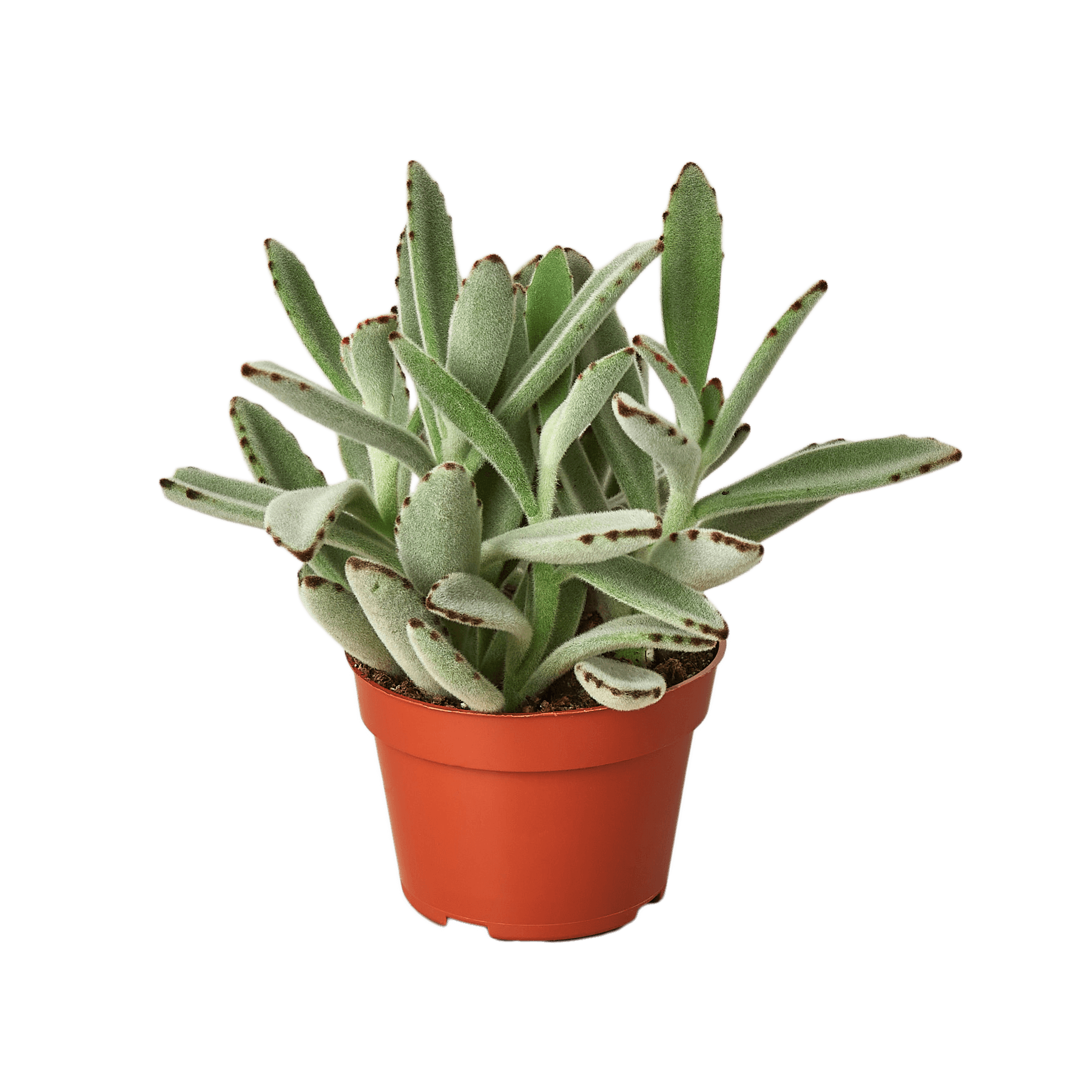 A small plant in a red pot on a table at one of the best garden centers near me.