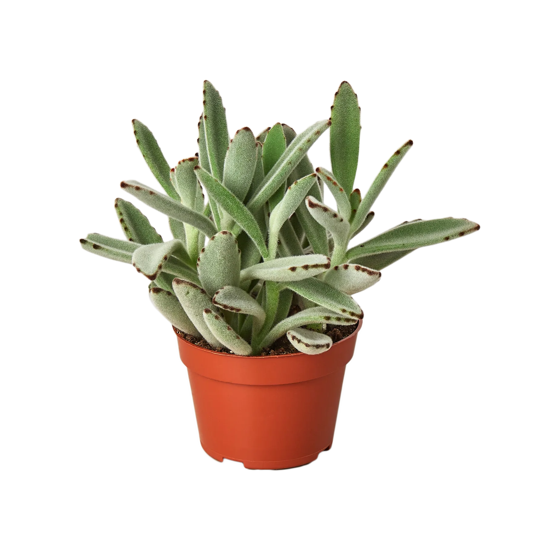 A small plant in a red pot on a table at one of the best garden centers near me.