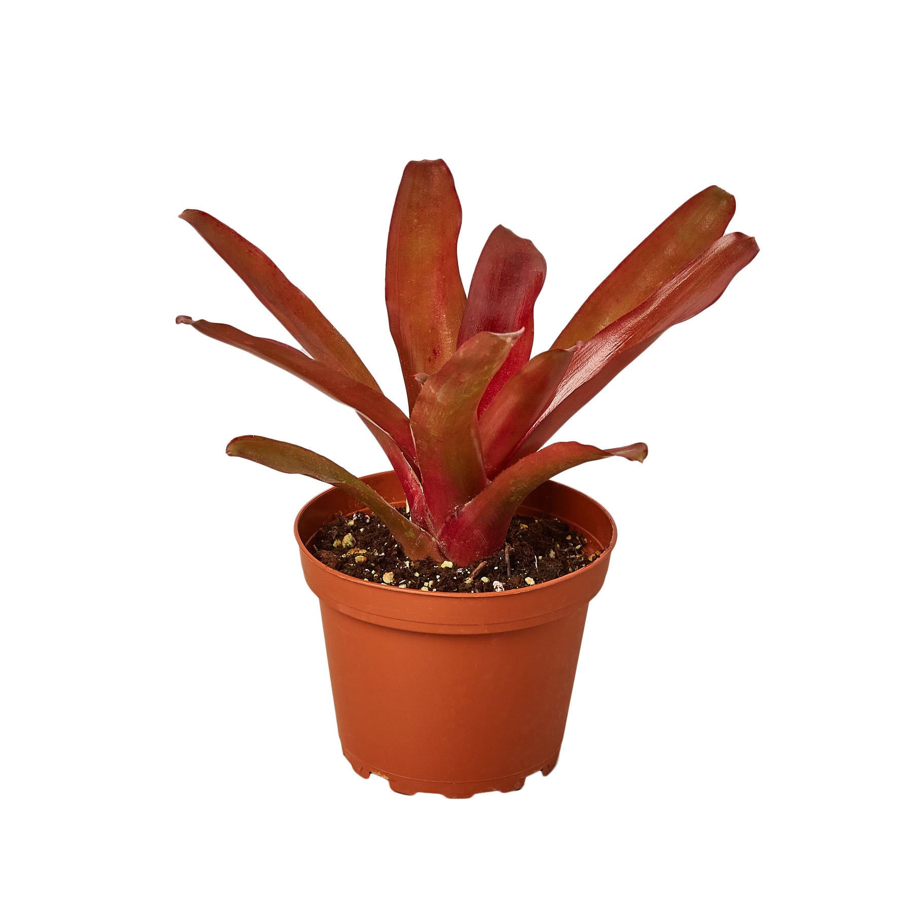 A red plant in a pot on a white background at one of the best garden nurseries near me.