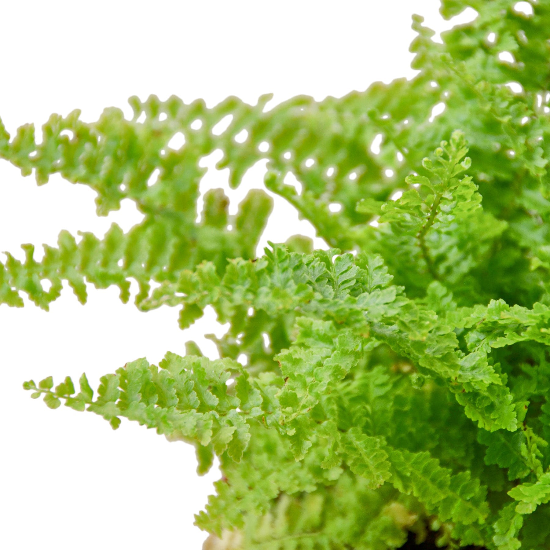 A fern plant in a pot on a white background, available at the best plant nursery near me.