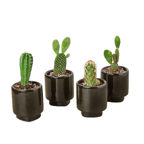 Three cactus plants in black pots on a black background from a top plant nurseries near me.