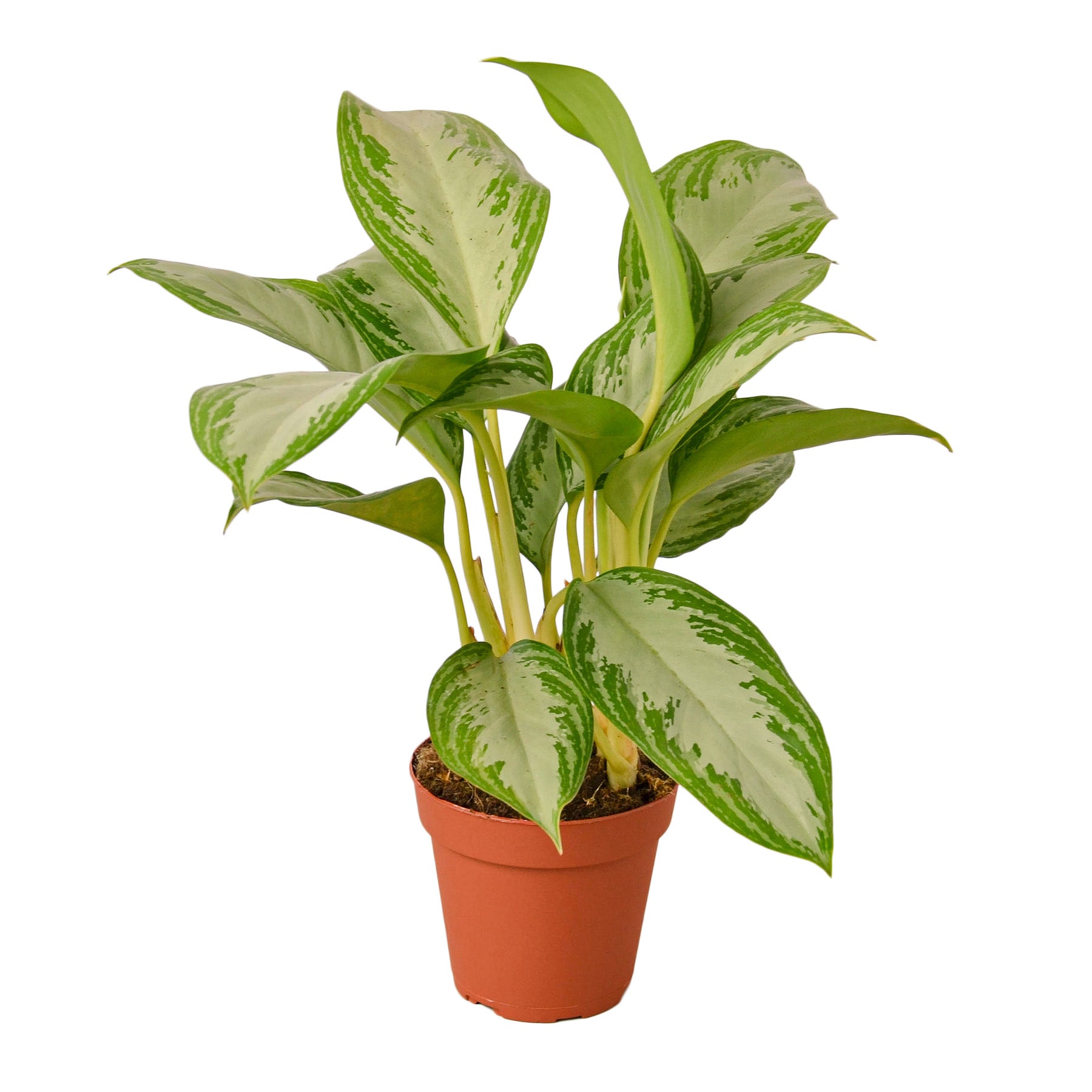 A plant in a pot on a white background, showcasing the beauty of a garden center's top-quality nursery selection.