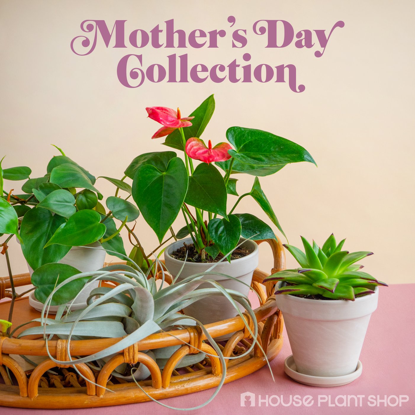 Explore our exceptional collection of houseplants for Mother's Day at the best plant nursery near me.