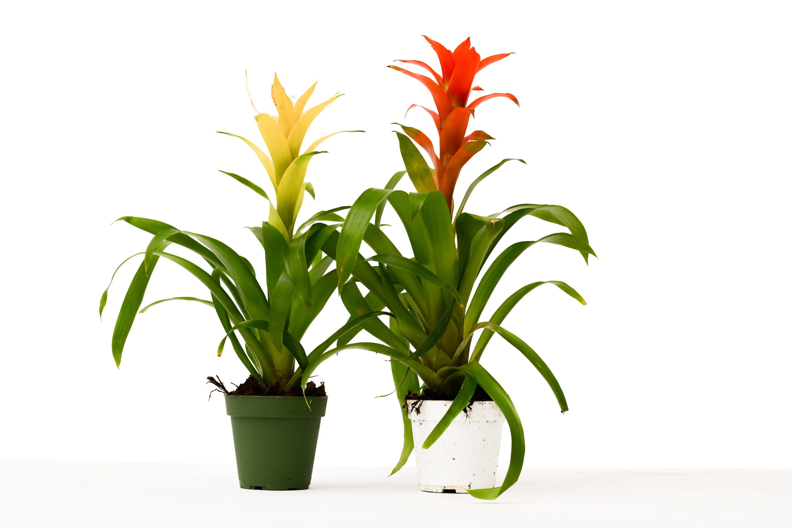 Two potted plants on a white surface at a top plant nursery near me.