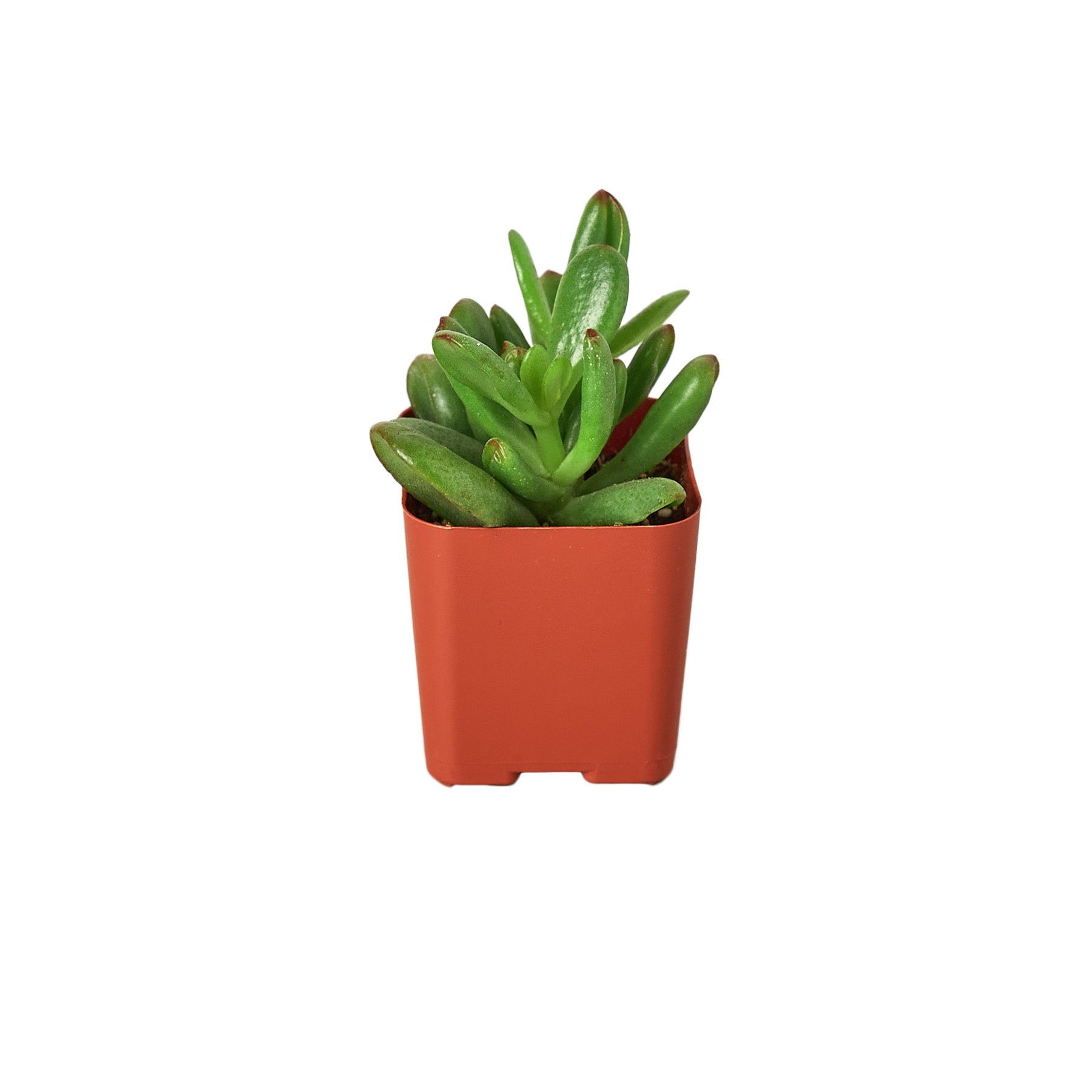 A small succulent plant in a red pot on a white background, available at the best plant nursery near me.