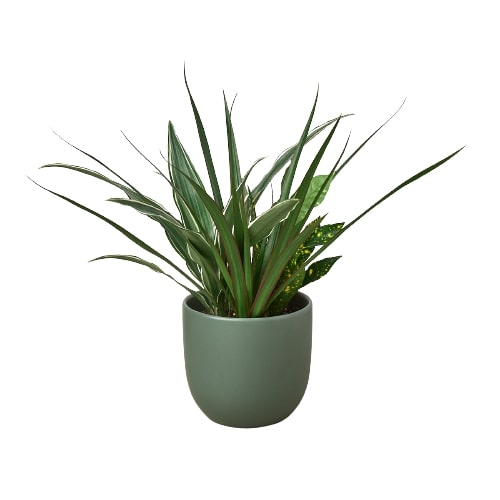 A green plant in a pot on a white background, displayed at one of the top garden centers near me.