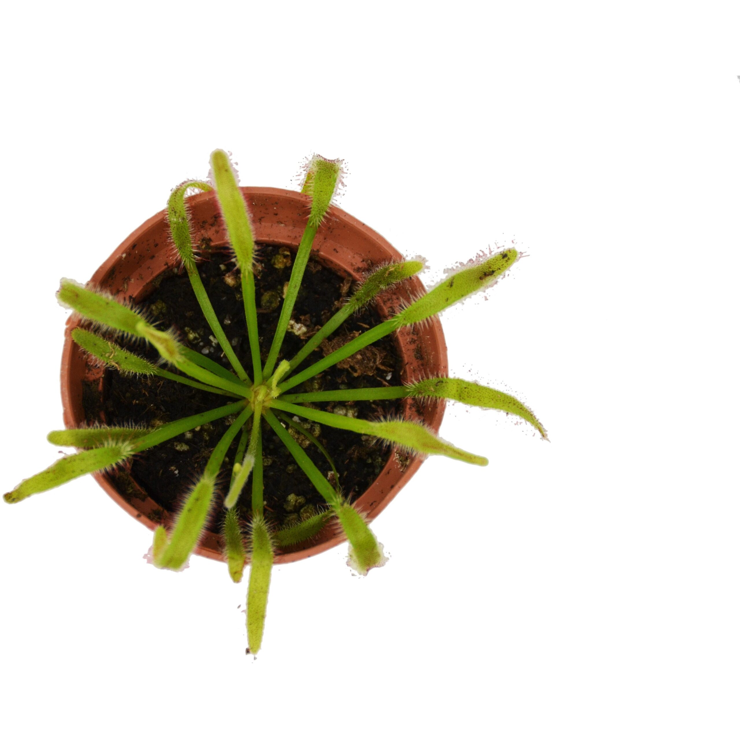 A small plant in a pot on a white background.